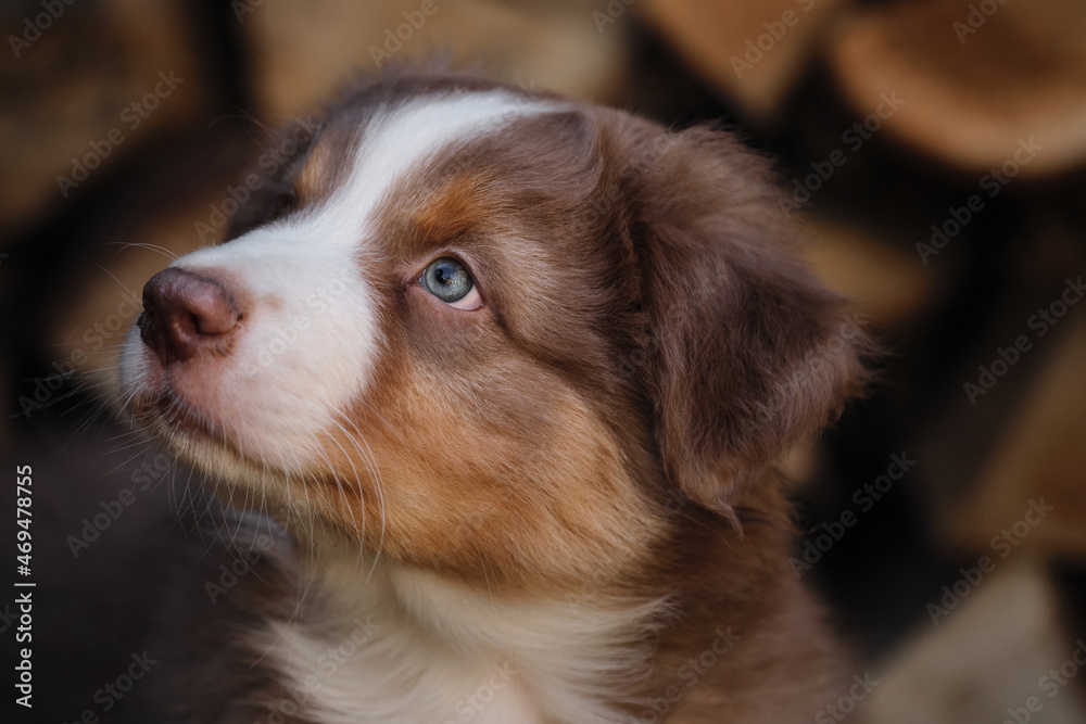 Smart look of young dog. Portrait of Australian Shepherd puppy red tricolor. Thoroughbred dog Aussi is very cute and beautiful closeup.