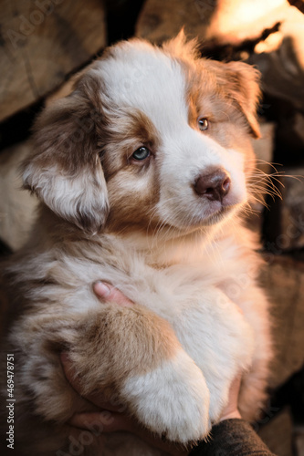 Show and demonstrate little aussie dog. Village puppy on background of logs. Human breeder of pedigreed dogs holds puppy of Australian shepherd of red Merle color in arms.