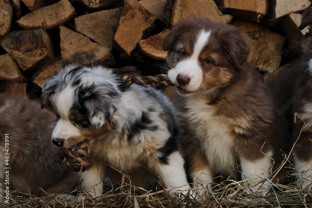 Litter of Australian Shepherd puppies. To raise dogs in village in fresh air. Hay and logs in background. Two aussie puppies blue merle and red tricolor are best friends and littermates. Litter of Australian Shepherd puppies. To raise dogs in village in fresh air. Hay and logs in background. Two aussie puppies blue merle and red tricolor are best friends and littermates.