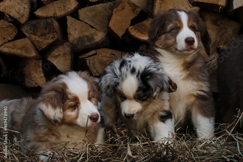 Litter of Australian Shepherd puppies. To raise dogs in village in fresh air. Hay and logs in background. Three aussie puppies red and blue Merle and tricolor are best friends and littermates.
