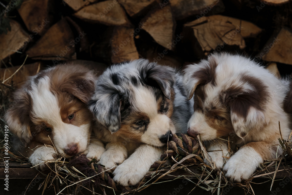 Litter of Australian Shepherd puppies. To raise dogs in village in fresh  air. Hay and logs in background. Three aussie puppies red and blue merle  and best friends and littermates. Stock Photo