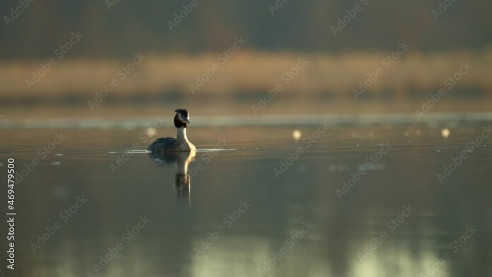 The great crested grebe (Podiceps cristatus) on the surface of a pond in the morning rising sun. The great crested grebe (Podiceps cristatus) on the surface of a pond in the morning rising sun.