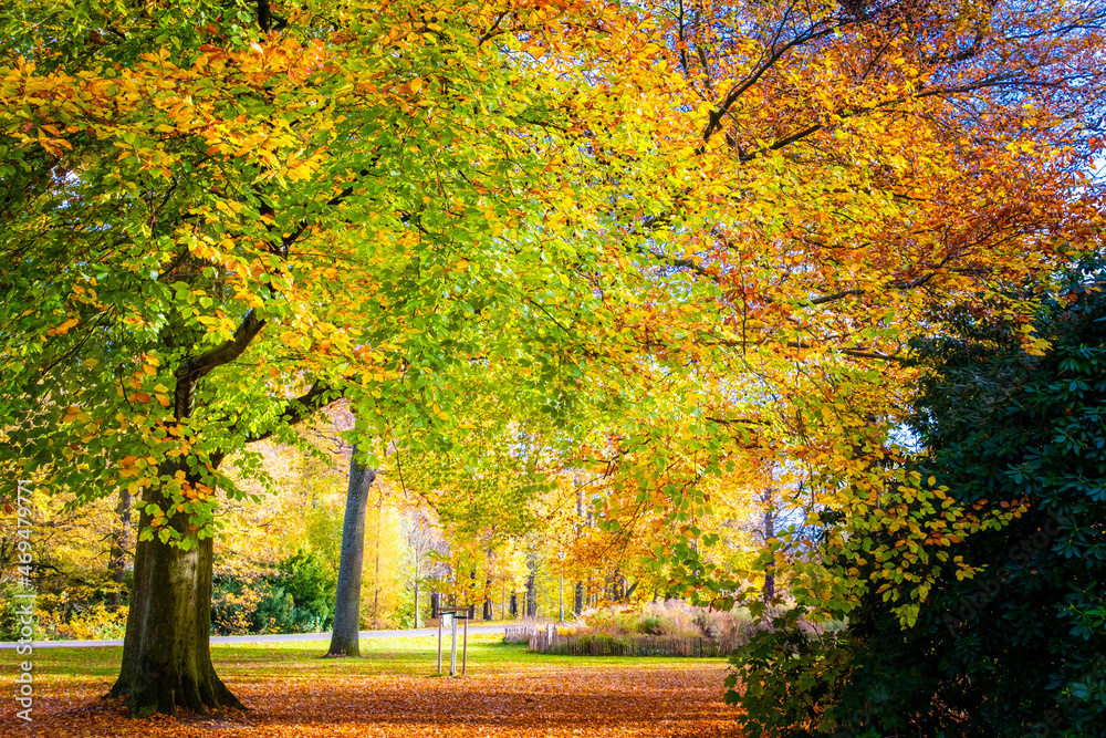 Naklejka premium autumn in the park