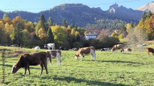 rural scenery of a herd of cows grazing in an idyllic alpine setting