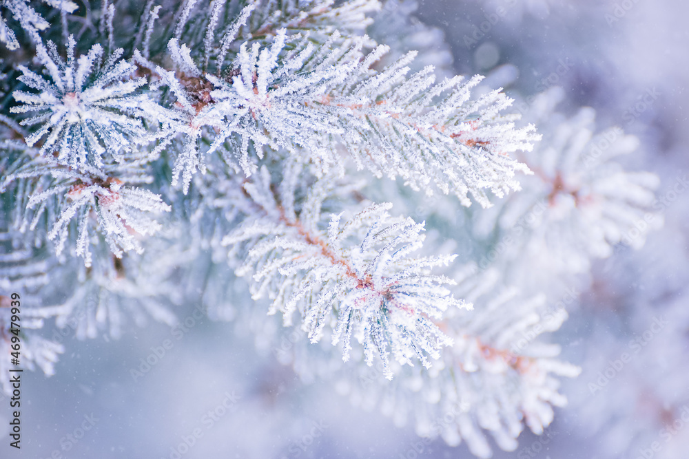 Fir-tree Branch Covered with Frost. Christmas Card with Winter Background.