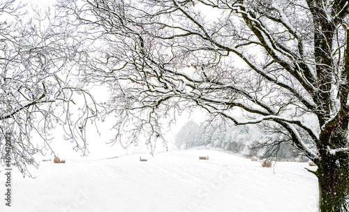 snow covered trees around a field with hay