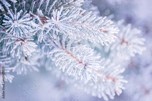 Fir-tree Branch Covered with Frost. Christmas Card with Winter Background.