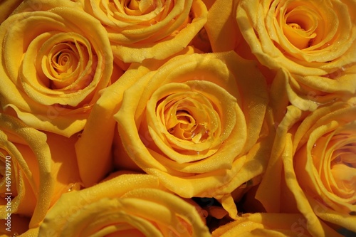 close up of yellow roses