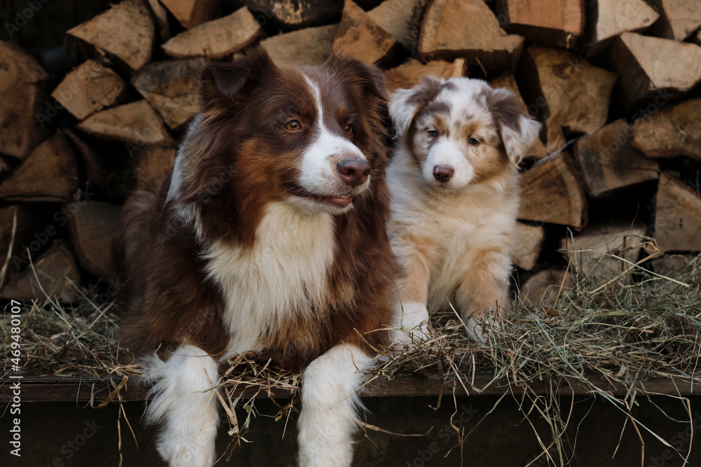 Litter of Australian Shepherd puppies. To raise dogs in village in