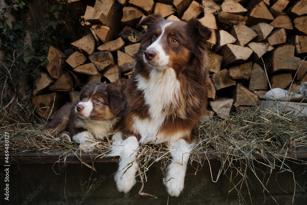 Litter of Australian Shepherd puppies. To raise dogs in village in