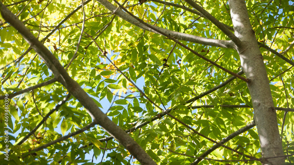 Fototapeta premium Ramas de árbol con hojas verdes