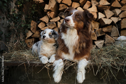 Litter of Australian Shepherd puppies. To raise dogs in village in fresh air. Hay and logs in background. One aussie blue merle puppy is lying next to mother red tricolor. photo