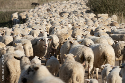 Herde von Schafen auf Straße © christophe papke