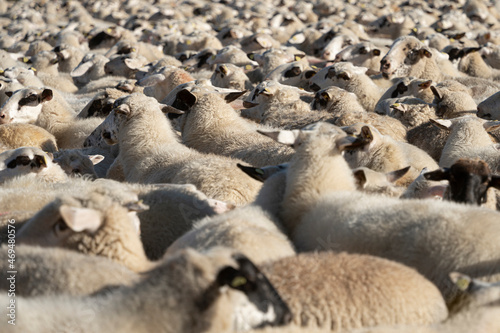 Herde von Schafen auf Straße