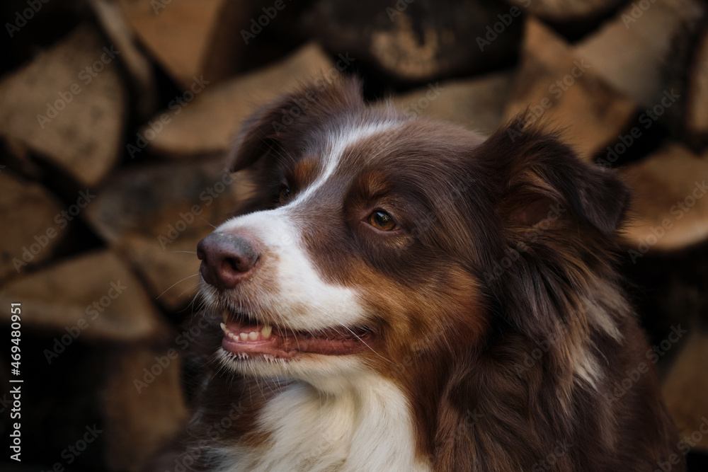 Smart aussie red tricolor with thin white stripe on head. Adult brown Australian Shepherd against background of chopped logs in village portrait close up.