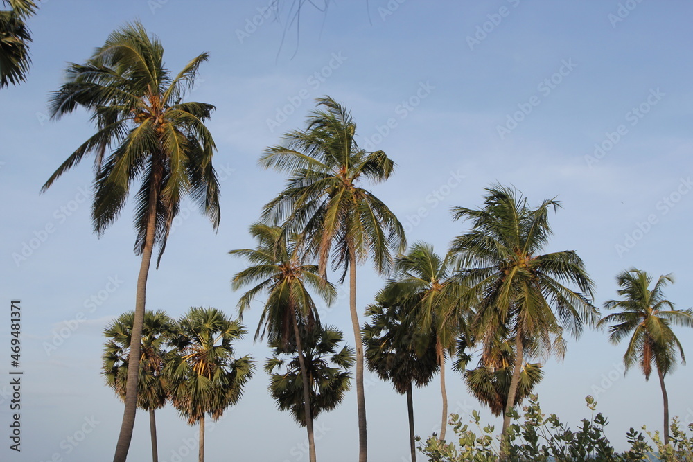 Palm Trees - Blue Sky 