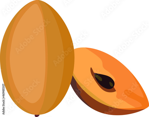 Sapodilla Fruit Vector Illustration