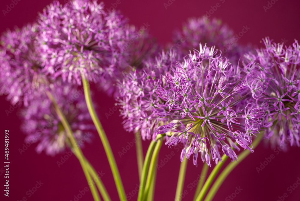 Beautiful allium flower against a purple background. Allium or Giant onion decorative plant on a floral theme banner. Beautiful allium flower against a purple background. Allium or Giant onion decorative plant on a floral theme banner.