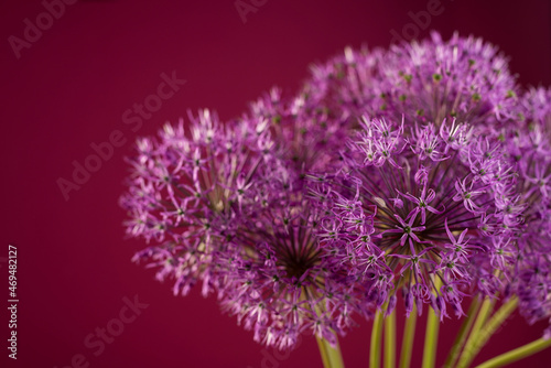 Beautiful allium flower against a purple background. Allium or Giant onion decorative plant on a floral theme banner.