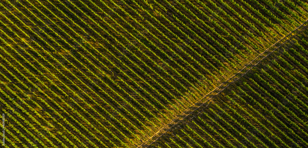 Aerial view birds eye top perspective of a big vineyard plantation in the summer season. Wine industry. Agriculture and farming. Resources for drinks. Textures and details.