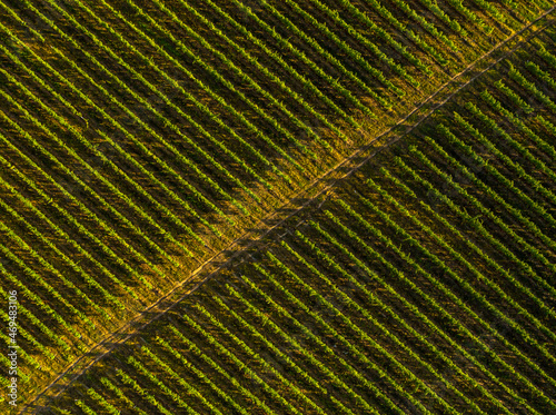 Aerial view birds eye top perspective of a big vineyard plantation in the summer season. Wine industry. Agriculture and farming. Resources for drinks. Textures and details.