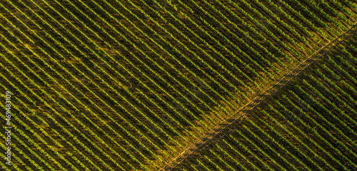 Obraz na płótnie Aerial view birds eye top perspective of a big vineyard plantation in the summer season. Wine industry. Agriculture and farming. Resources for drinks. Textures and details. w salonie