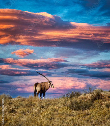 oryx at sunset photo