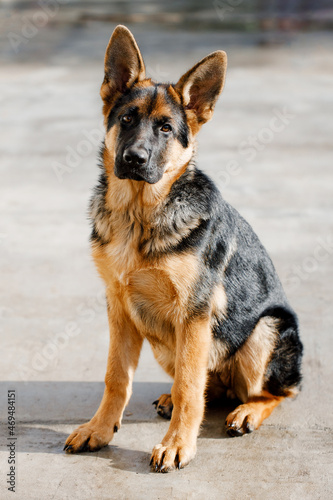 Five-month-old German Shepherd puppy sits and looks into the camera waiting for the command