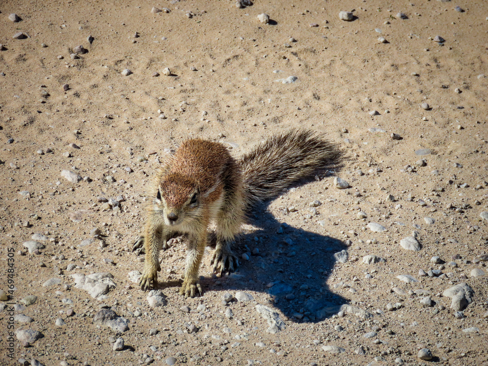 Obraz premium Cape ground squirrel
