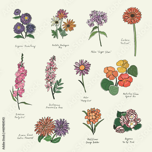 summer flowers vector illustrations set