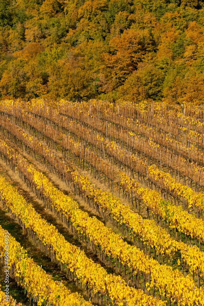 Close up of a vineyard field of Chianti inTuscany, Italy,  in a sunny autumn day with beautiful yellow leaves with a forest in the background having foliage of multiple colors.
