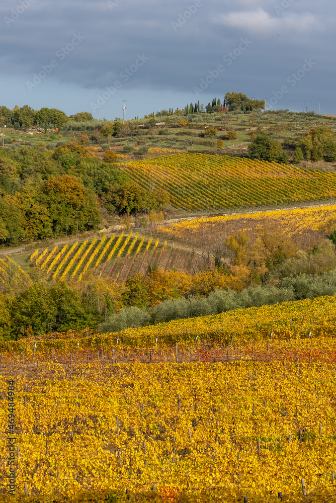 Close up of a vineyard field of Chianti inTuscany, Italy,  in a sunny autumn day with beautiful yellow leaves with a forest and more fields  in the background having foliage of multiple colors.