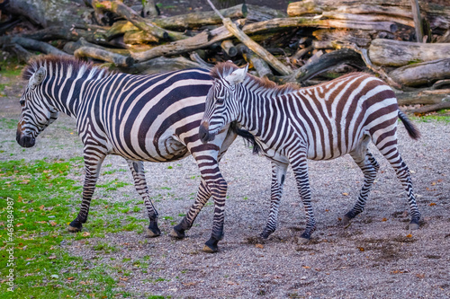 zebra in the zoo