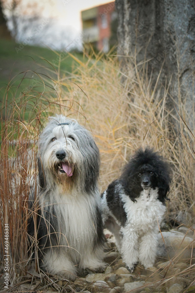 Bearded collie and poodle are sitting in the reed. They are in nature. Autumn photo. Bearded collie and poodle are sitting in the reed. They are in nature. Autumn photo.