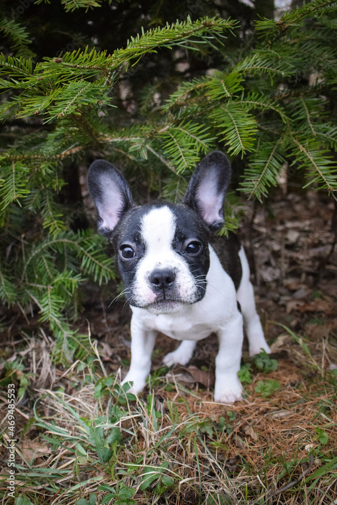 Photo of amazing jung boy french buldog. he is sitting in the nature. Photo of amazing jung boy french buldog. he is sitting in the nature.