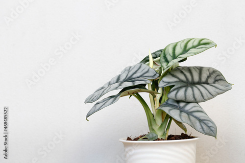 beautiful house plant , Alocasia silver dragon with copy space
