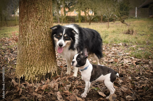 Border collie is sitting in the bush. Autumn photoshooting in park.