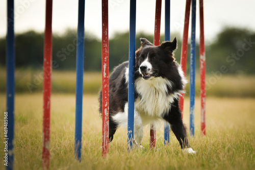 border collie dog in agility slalom on competition. Amazing day on czech agility competition in town Ratenice it was competition only for large.