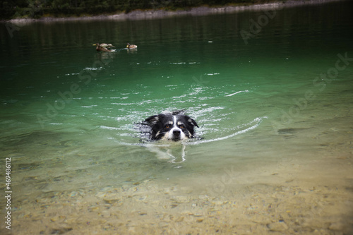 Border collie is swimming in austria lake. He loves water.