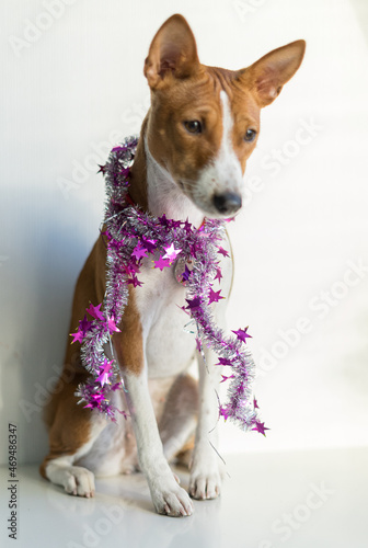 Fototapeta Naklejka Na Ścianę i Meble -  Basenji dog in accessories for the new year