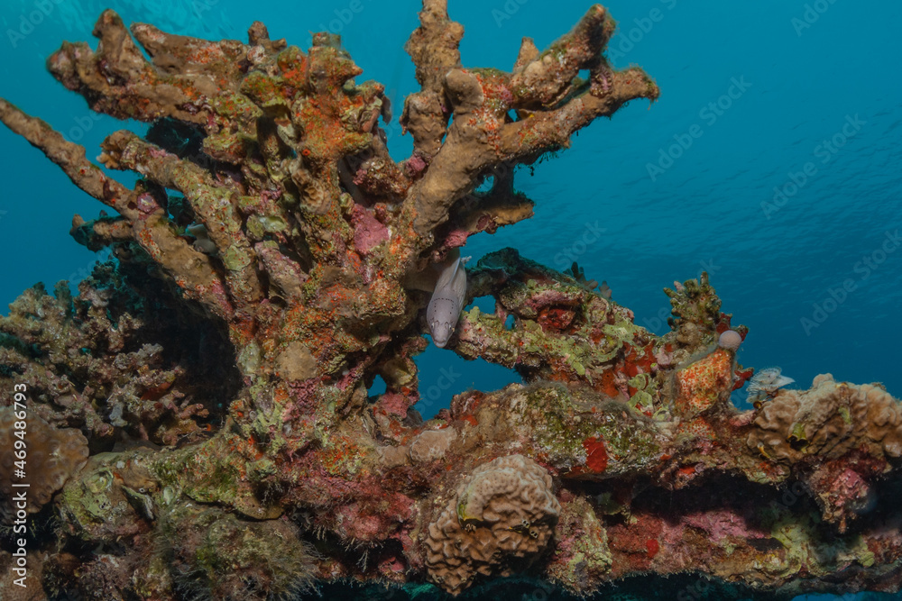 Coral reef and water plants in the Red Sea, Eilat Israel
Coral reef and water plants in the Red Sea, Eilat Israel