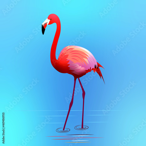 pink flamingo in water background in blue color
