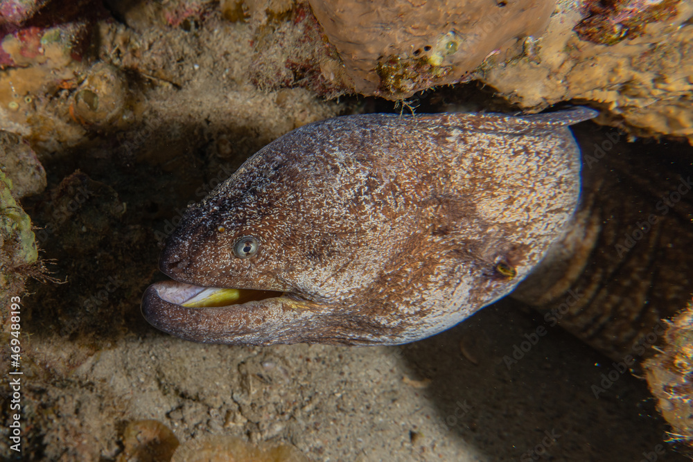 Moray eel Mooray lycodontis undulatus in the Red Sea, Eilat Israel
Moray eel Mooray lycodontis undulatus in the Red Sea, Eilat Israel
