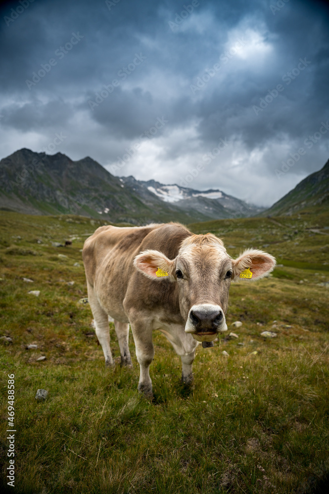 portrait of a young cow in the swiss alps in Val Maighels, Surselva portrait of a young cow in the swiss alps in Val Maighels, Surselva
