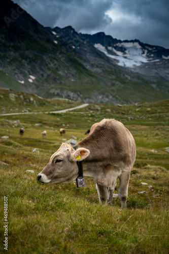 portrait of a young cow in the swiss alps in Val Maighels  Surselva