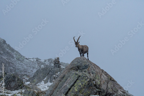 alpine ibex in snowfall in Ticino