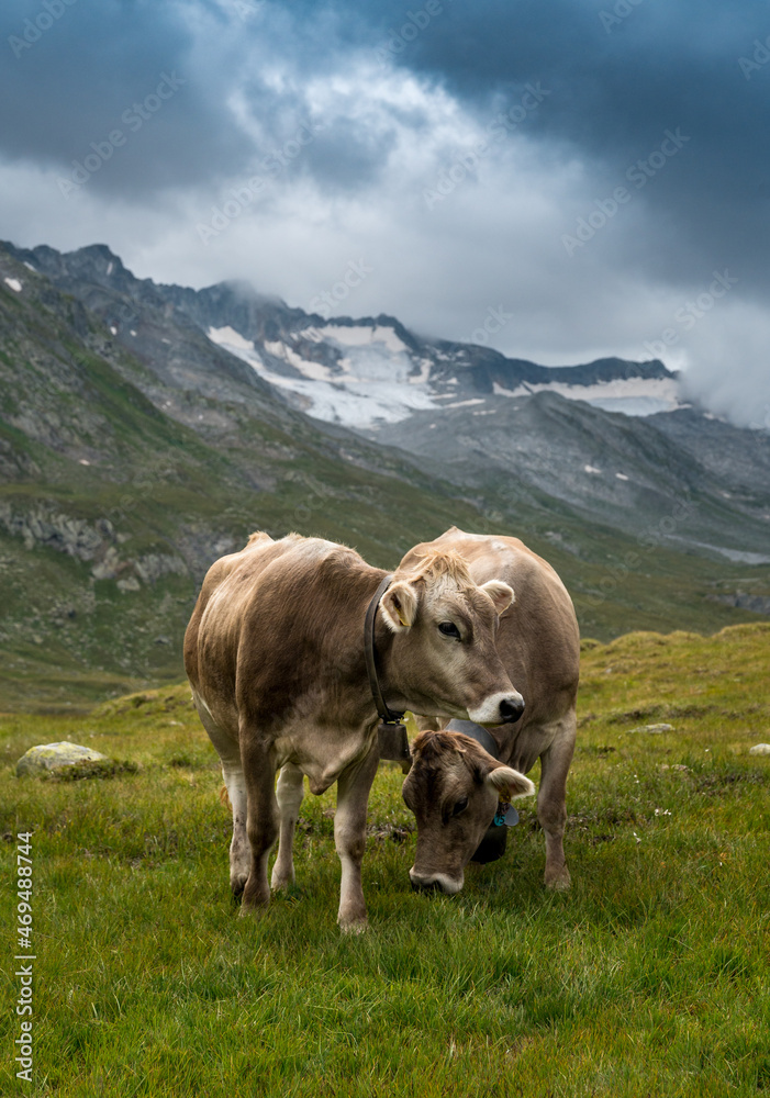 portrait of a young cow in the swiss alps in Val Maighels, Surselva