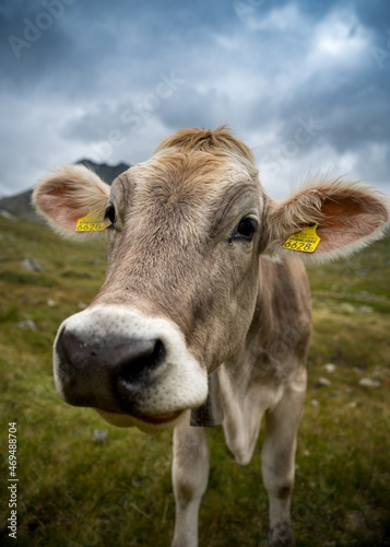 close-up of a brown young cow in the swiss alps in Val Maighels, Surselva © schame87