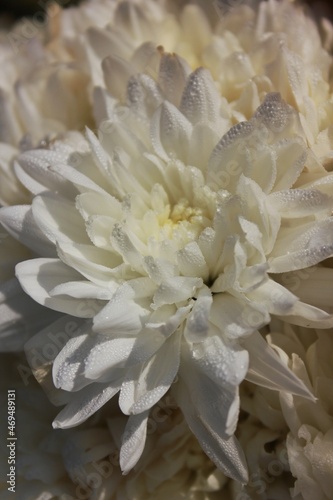 close up of a white flower © Lina