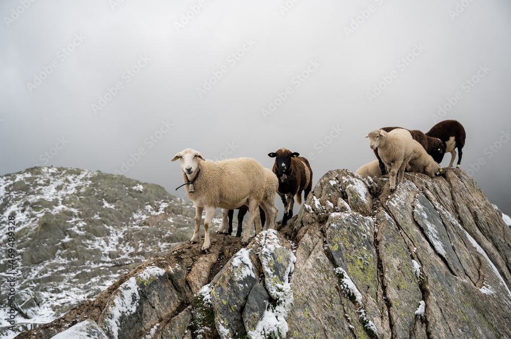 Naklejka premium herd of sheep in the swiss alps standing on top of a rock
